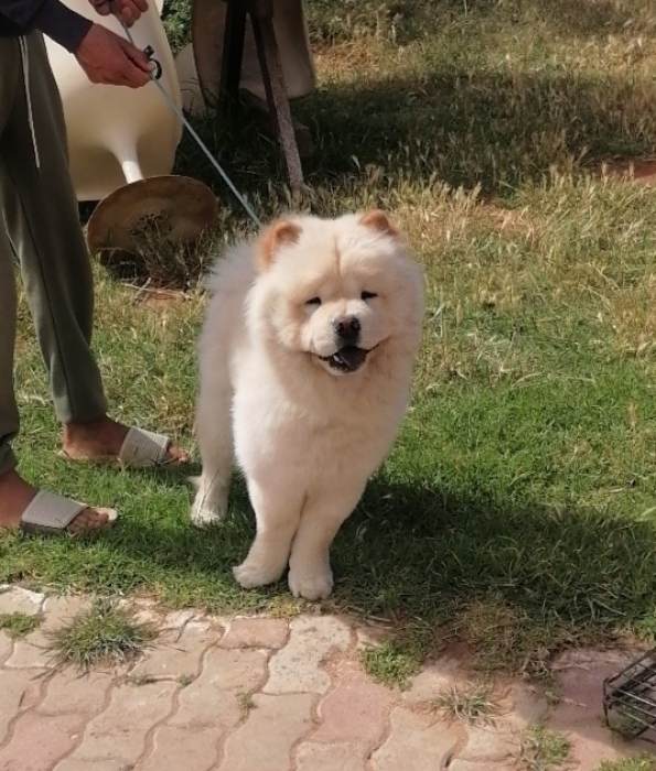 Chow Chow