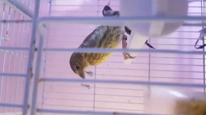 Mistou à vendre ( 1mois )