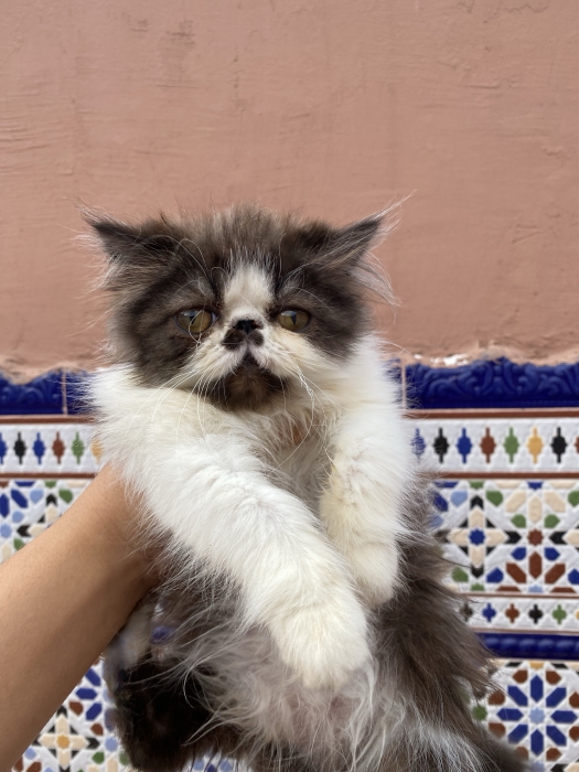 Chaton persan
