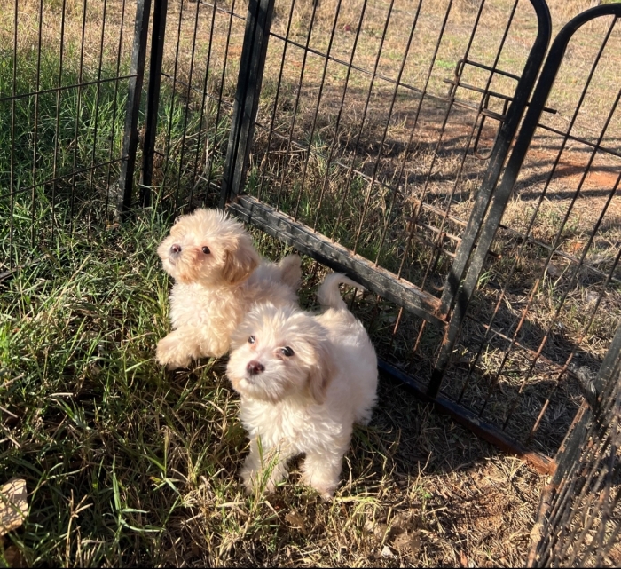 Bichon Havanais 💥