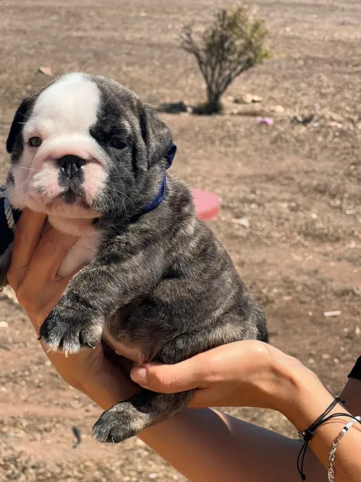 Bulldog anglais mâle 38jours