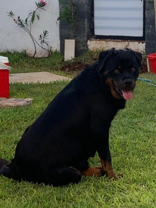 Femelle rottweiler