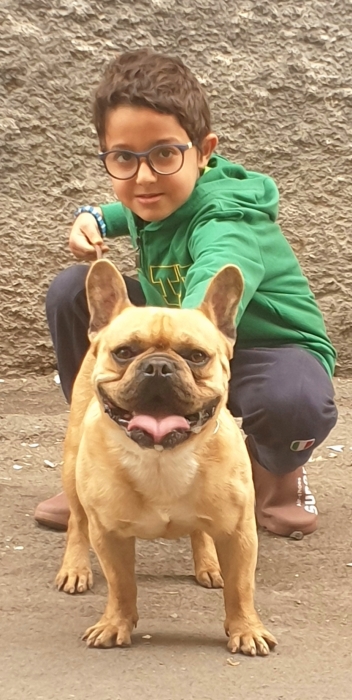 Disp mal bulldog francais fuv