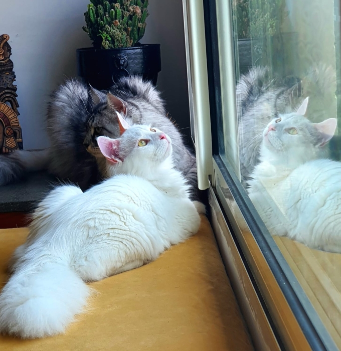 Male de père mainecoon