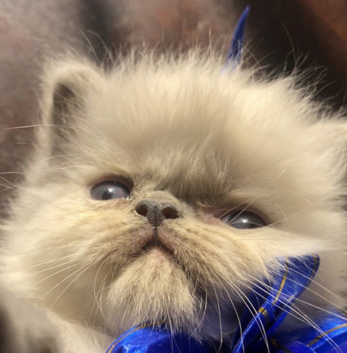 Chat persan mâle et femelle