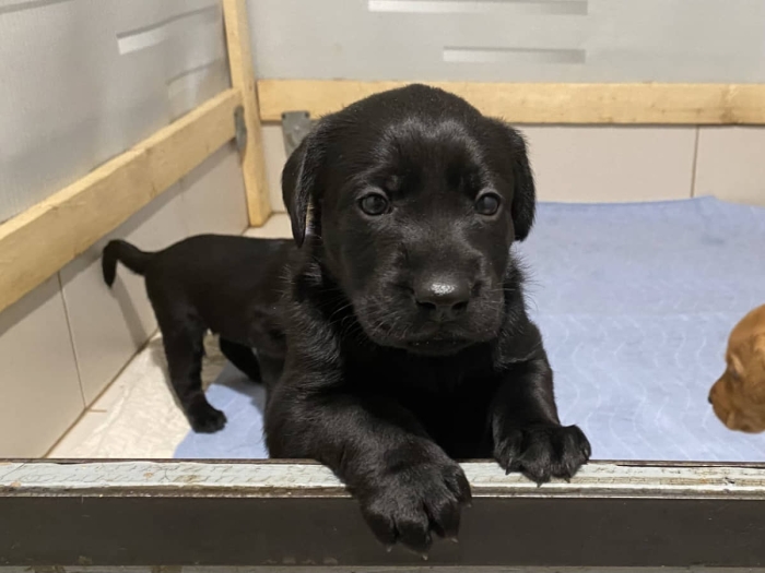 Labrador Noir 🐾