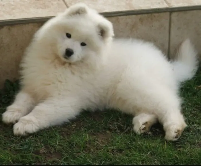 labrador et golden et 22 autre race pure