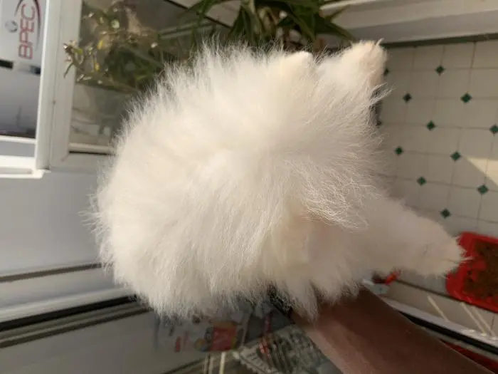 spitz pomeranian teacup