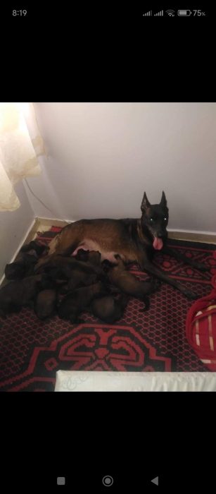 Super chiots malinois charboni