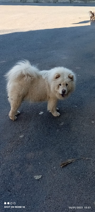 Chow chow femelle enceinte