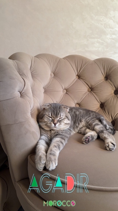 Couple Scottish fold