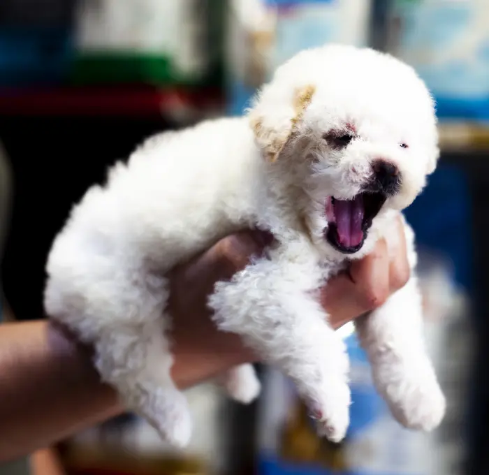 chiot femelle poodle miniature