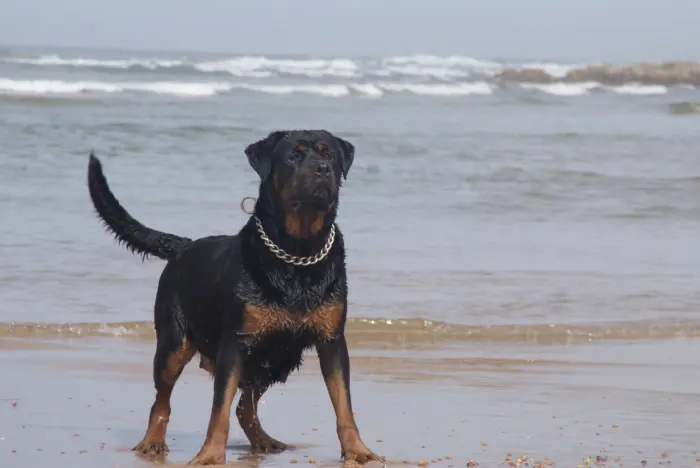 Rottweiler  femelle