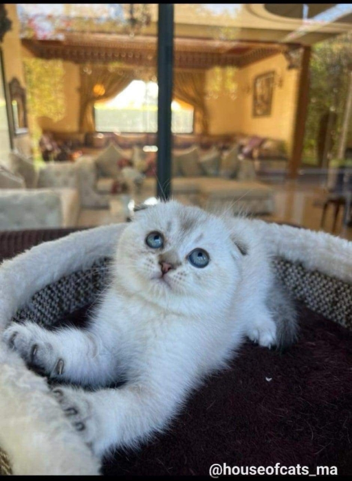 Scottish straight et fold