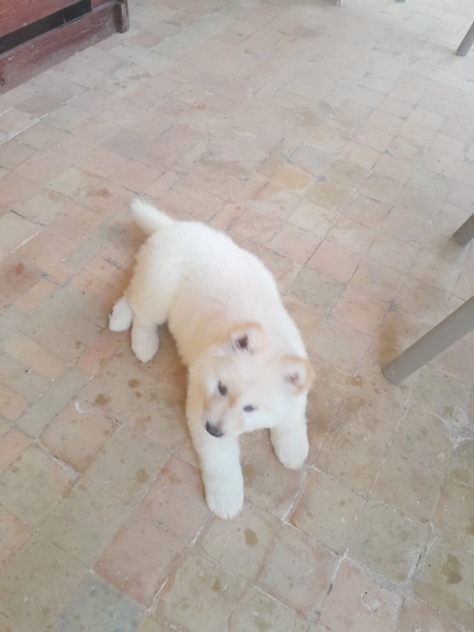 Chiot Akita 2MOIS