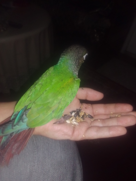 molina green check dressi