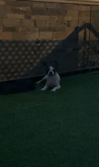 Bulldog Français male 4 mois