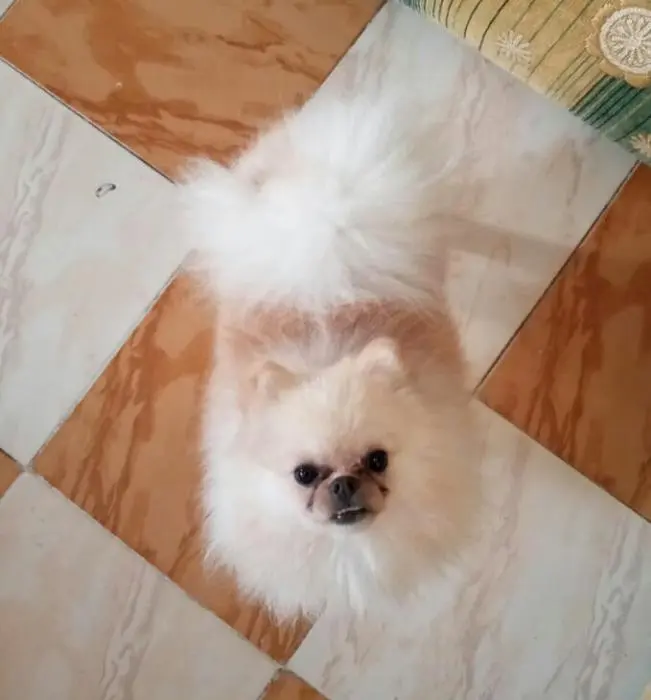 Spitz avec un passeport ukrainien