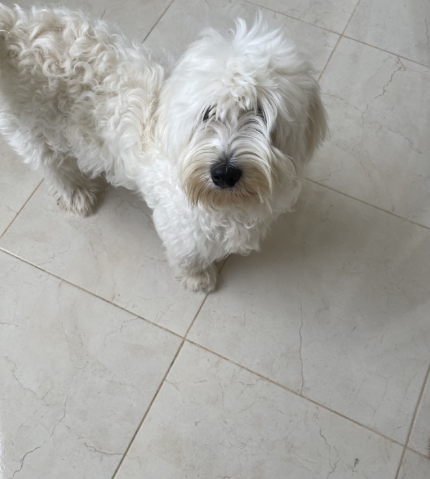 Bichon pour adoption