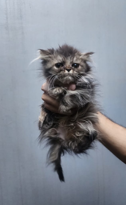 Chaton persan vendre