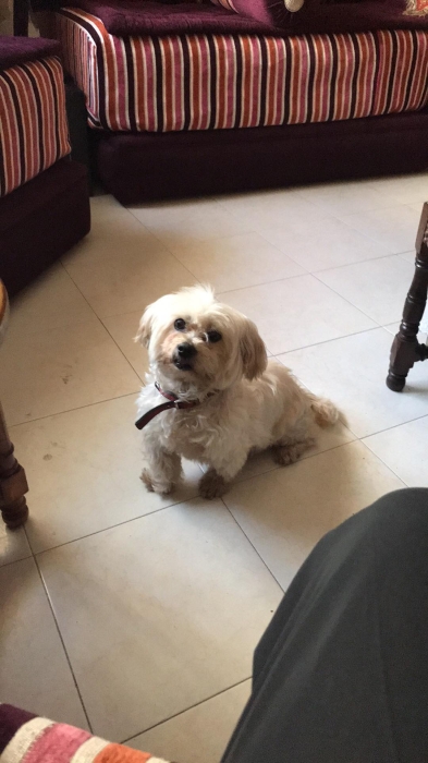 Cherche famille pour adoption