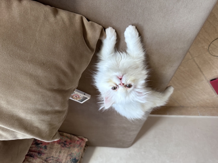 chaton persan âgé de deux mois et demi.