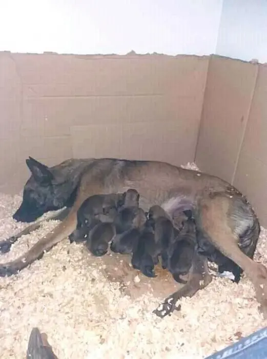 كلاب مالينوا للحراسة