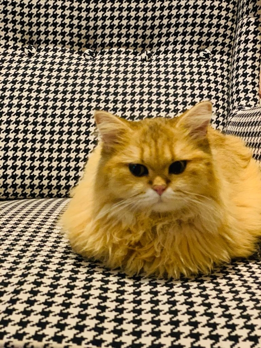 Chat Scottish long hair