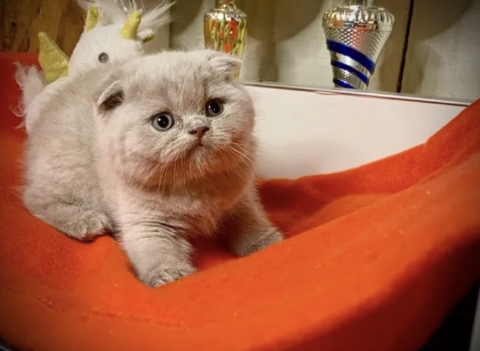 Chatons Scottish fold , straight