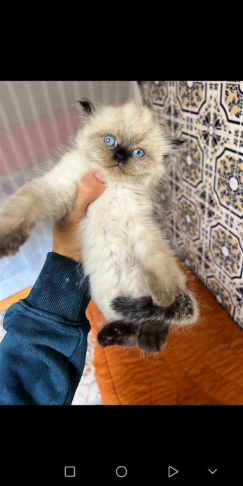 Chat persan himalayenne mon face