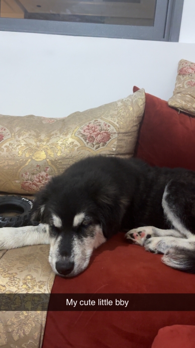 Gobrien pour adopter