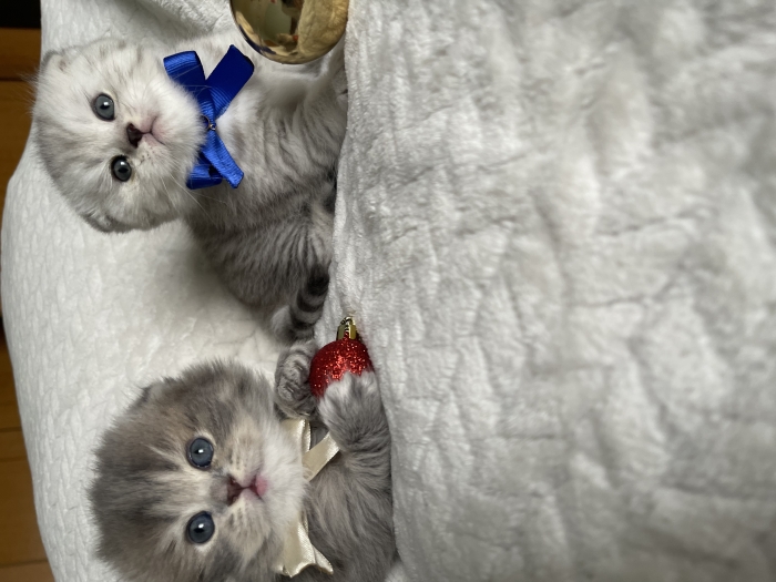 Chatons Scottish fold