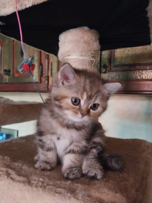 Petits chatons scottish/british straight de 2 mois