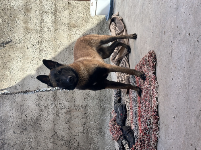 Male malinois