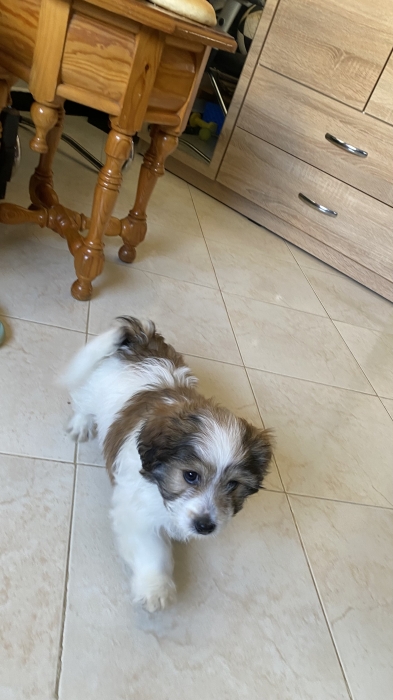 Chien bichon 60jours