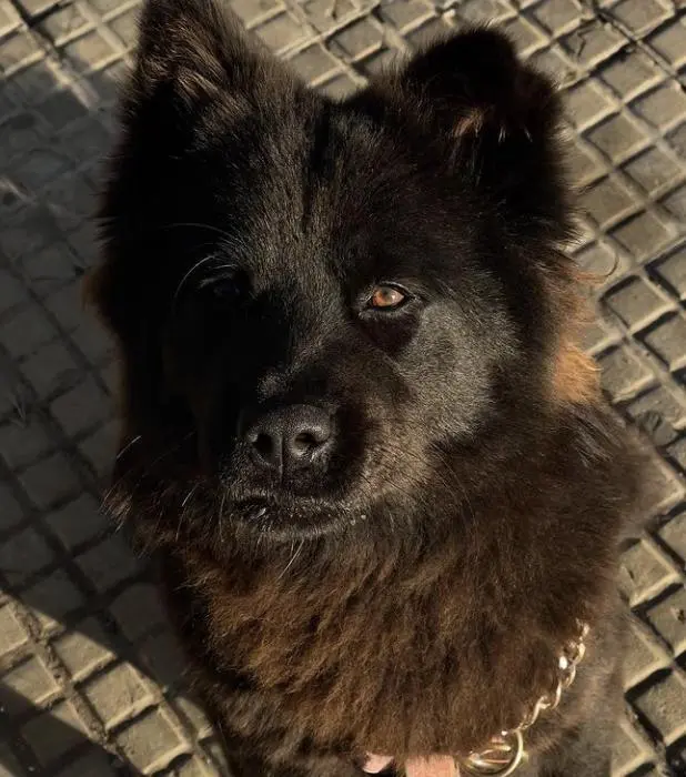 Chien akita chow chow