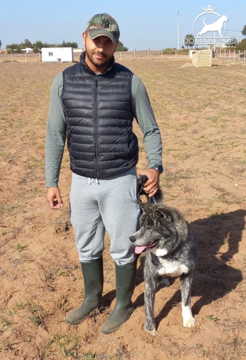 AKITA INU BRINGÉ AVEC PEDIGREE