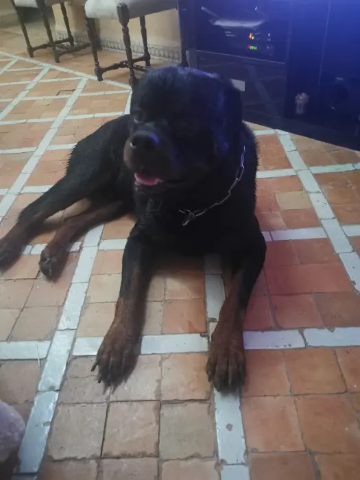 Propriétaire rotweiller male cherche femelle rotweiller pour accouplement