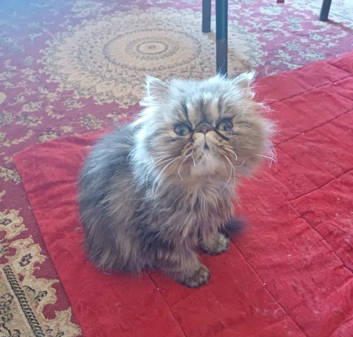 Femelle persan 3 mois