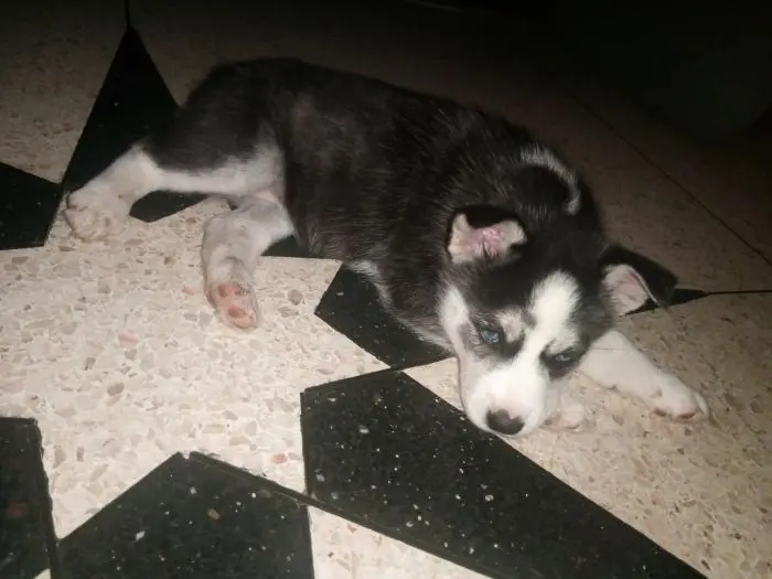 Chien husky sibérien