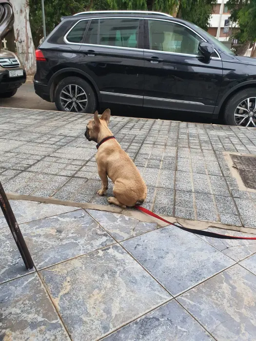 Vente bouledogue français