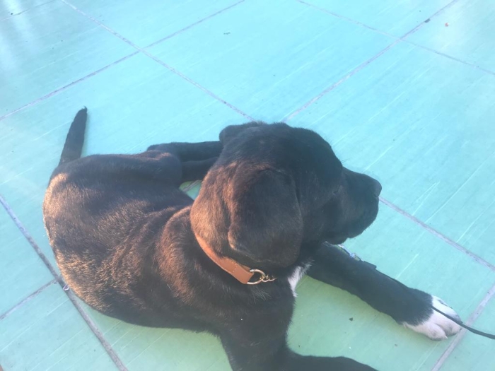 Cane corso pure race