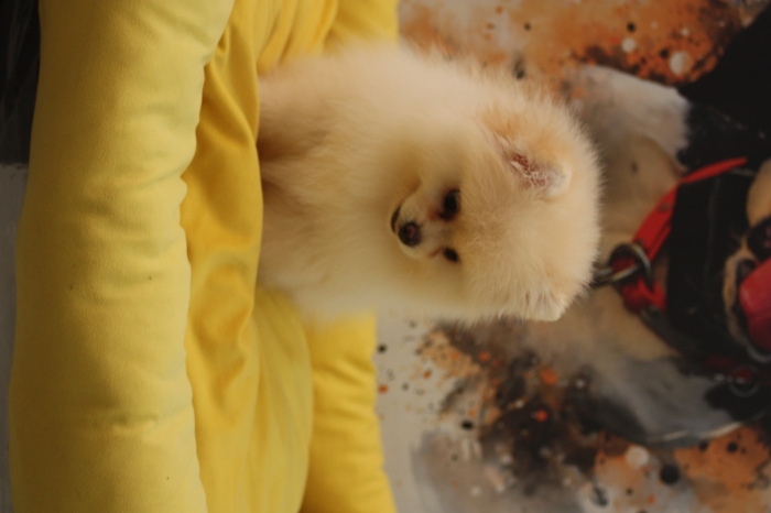 Spitz nain pomeranian