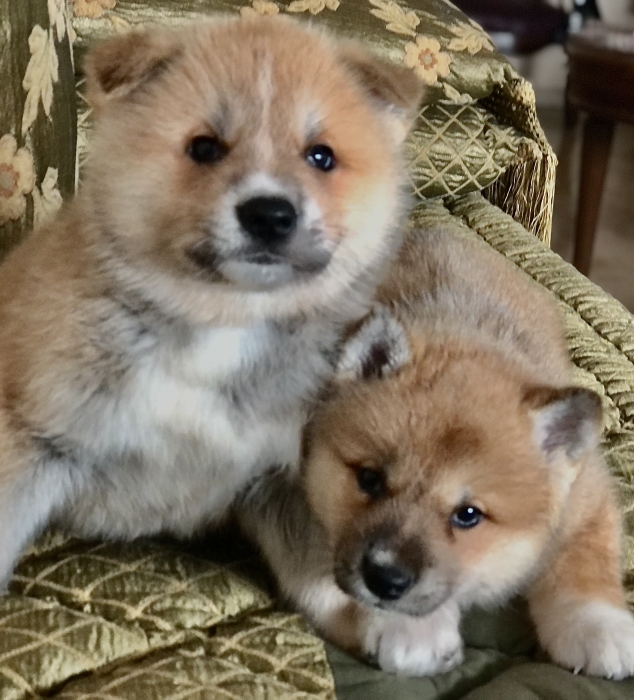 Akita inu