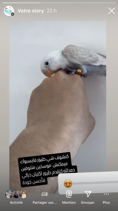 Inséparable dressé