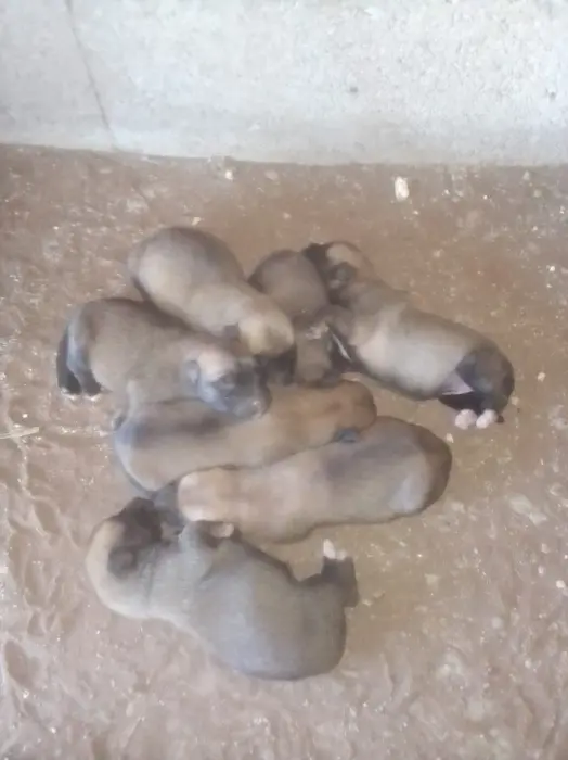 chiots malinois charbonner