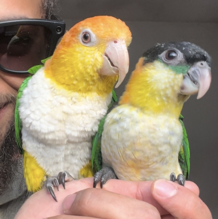 perroquet élevé à la main