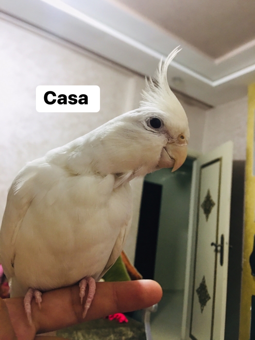 Calopsitte li bgahom marhba casablanca