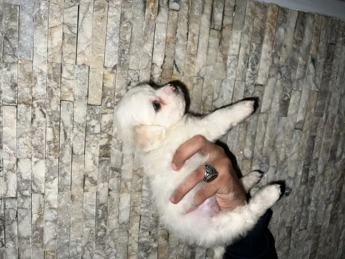 Bichon maltai petite taille