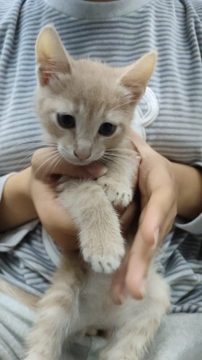 Trois adorables chatons âgés d'un mois cherchent une famille